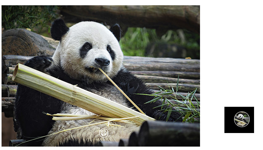 HUAWEI nova 3i camera AI scenes panda